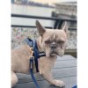 Neptune leash