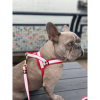 La Parisienne leash